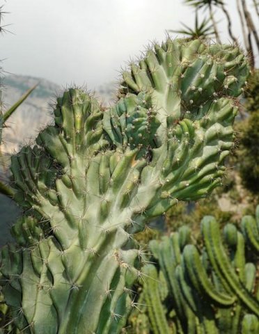 Cereus_uruguayanus_v